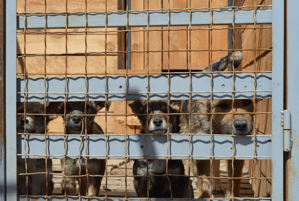 Ukraine Animal Crisis | Veterinarians Without Borders