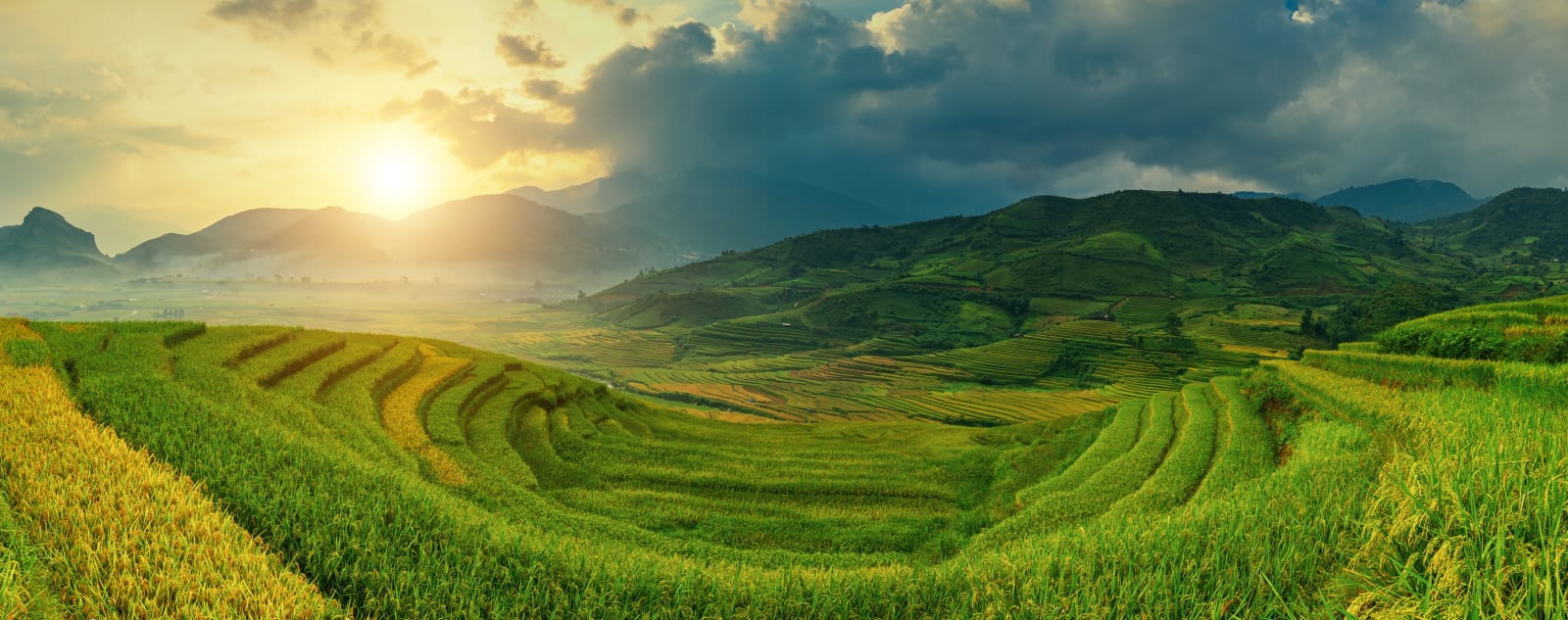Rice field in Vietnam.